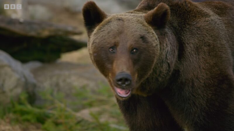 brown bear