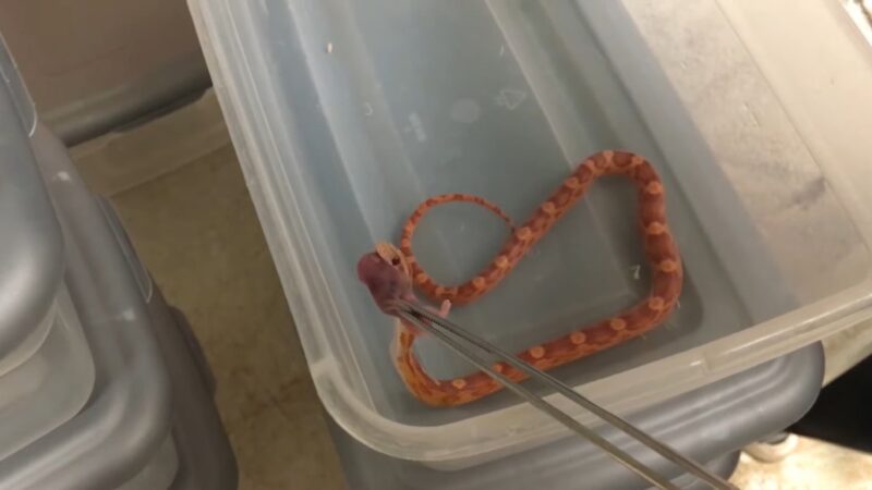 can you keep texas rat snake as a pet