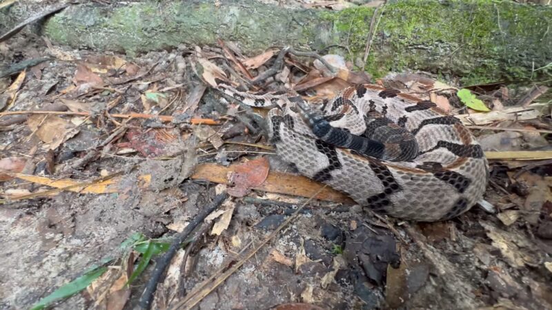 conserving venomous snakes