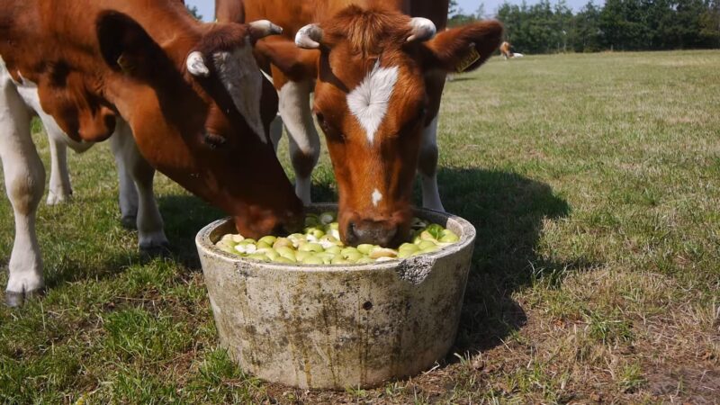 cows apples