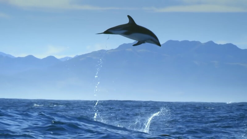 dolphin jump