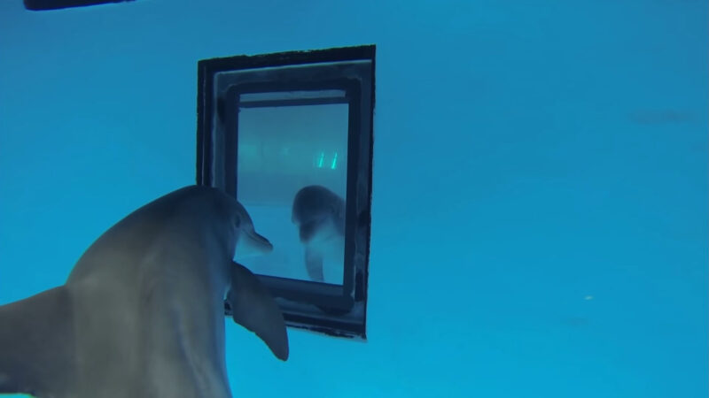 dolphin mirror