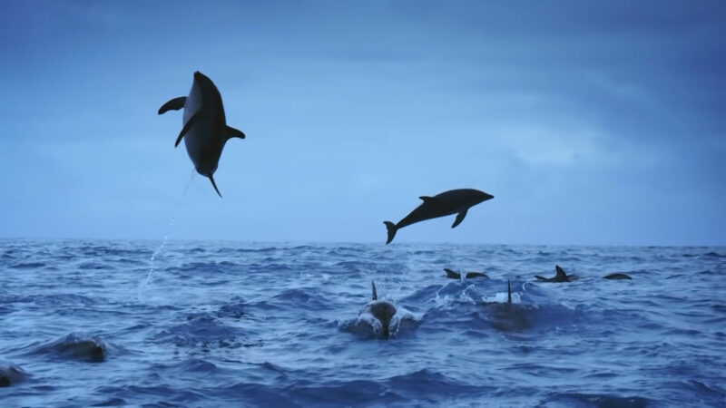 dolphins jumping