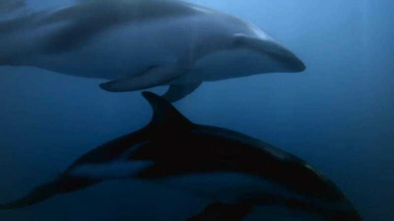 dolphins underwater