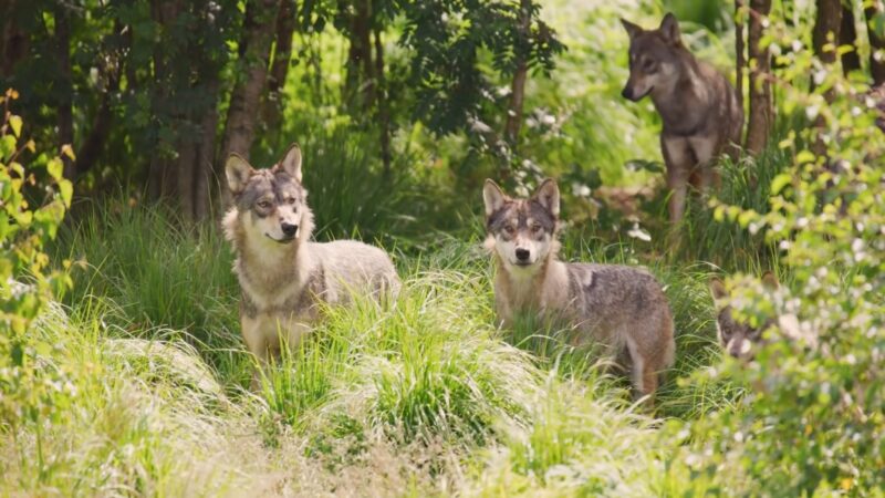 evolution of wolfs