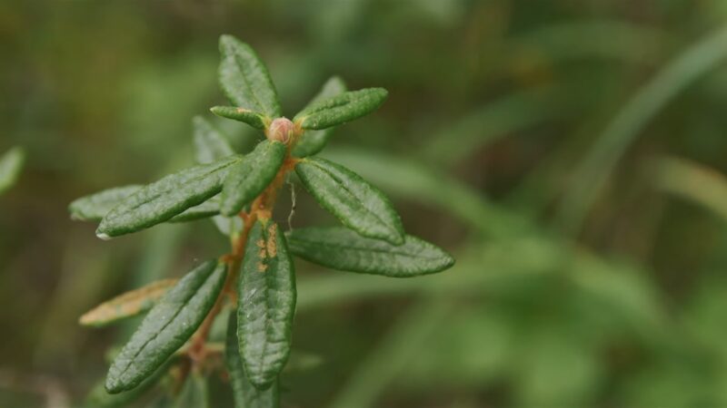 labrador tea