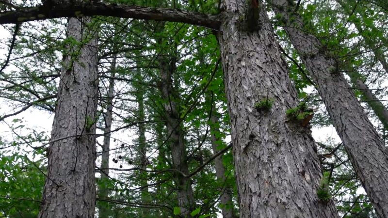 10 Taiga Plants With Pictures & Facts - Boreal Forest Flora