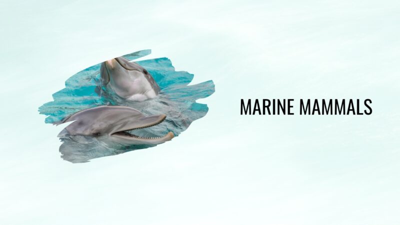 Marine Mammals