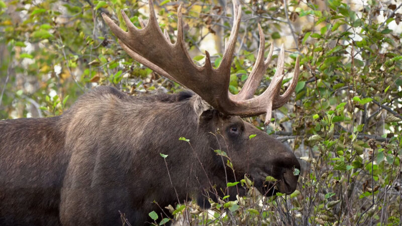 moose from side