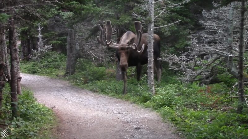 moose in woods