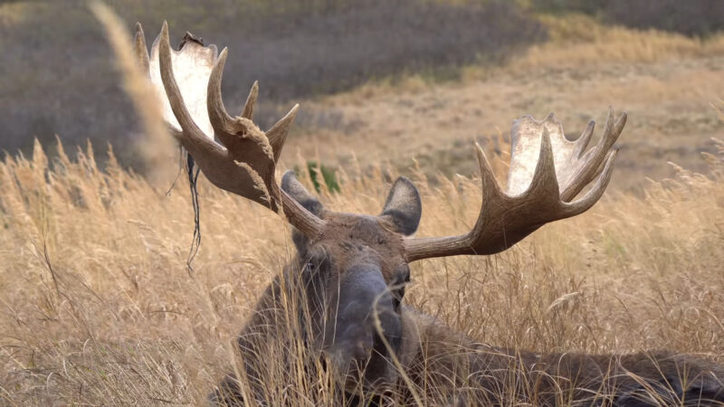 moose with antlers front