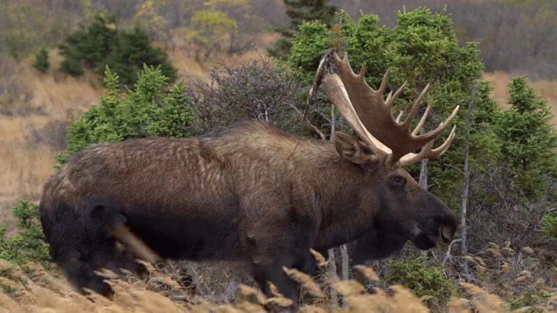 moose with antlers