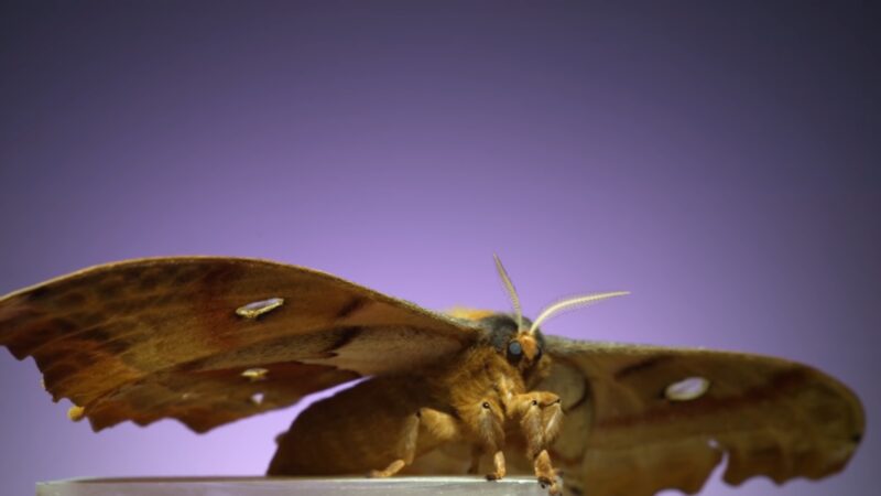 https://www.beforetheflood.com/wp-content/uploads/2023/07/moth-closeup.jpg