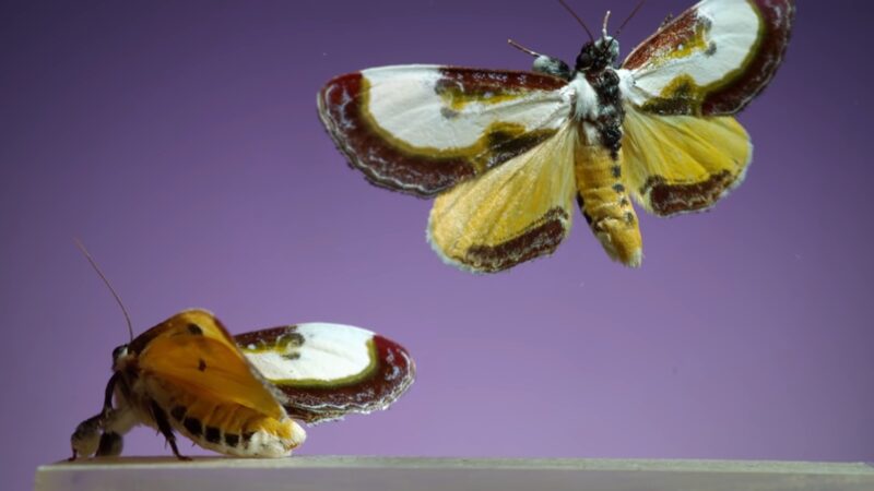 moths types