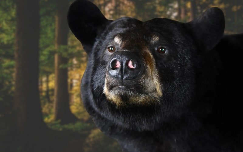 nose structure of black bear