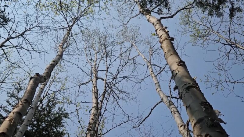 paper Birch