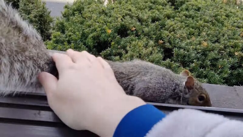 petting squirrels