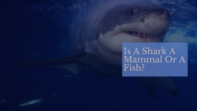 sharks mammals or fish