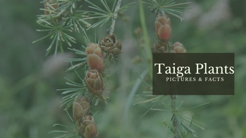 Plant Life: Taiga