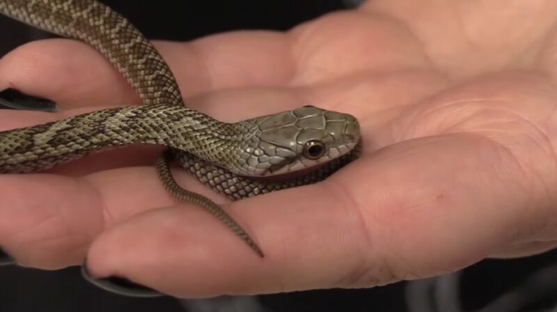 texas rat snake - their Interactions with Humans