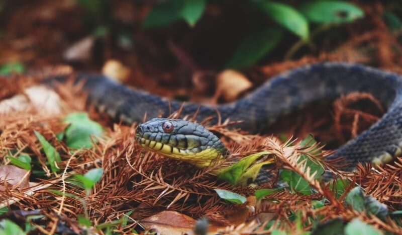 the habitat of the Texas Rat Snake