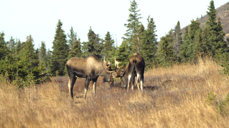 two moose
