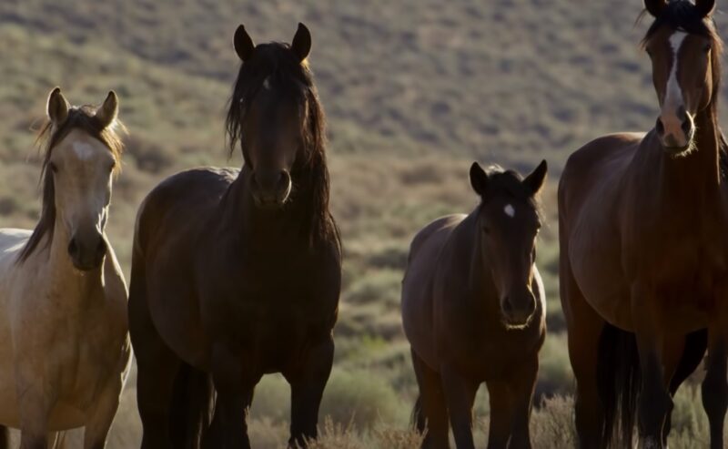 wild horses