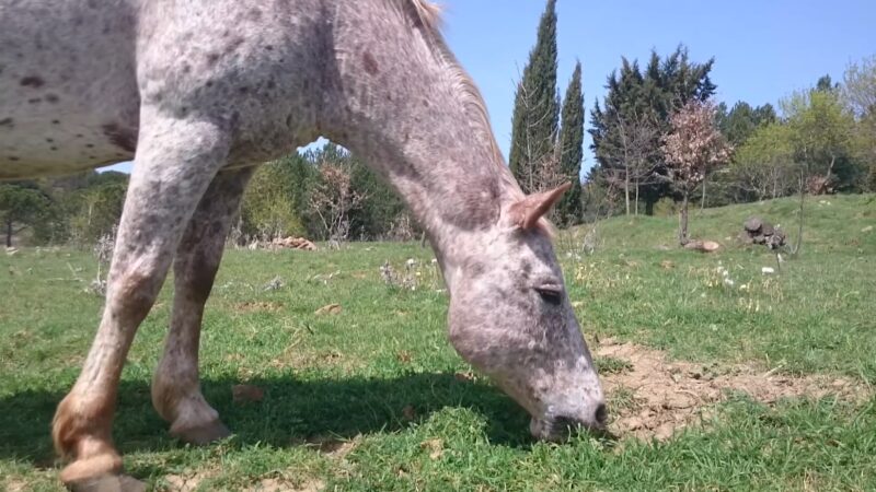 wild horse's eating habits