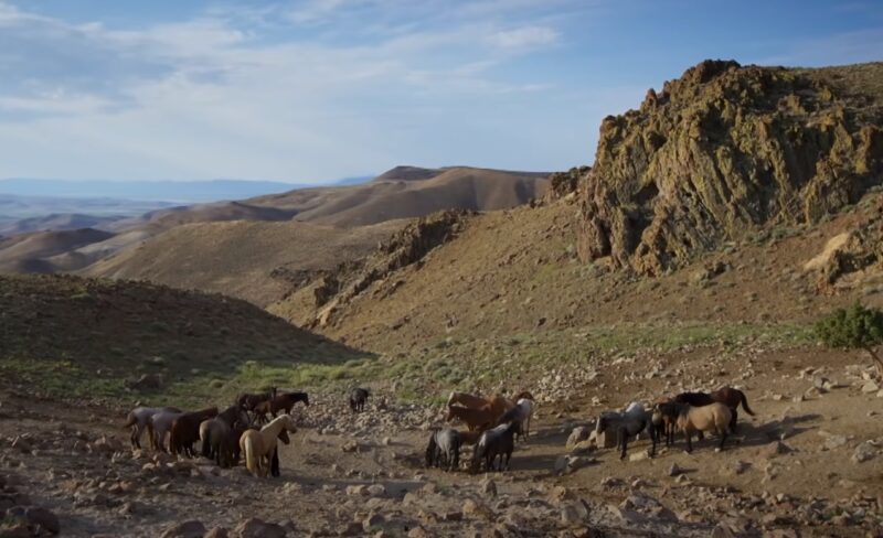 wild horses in group