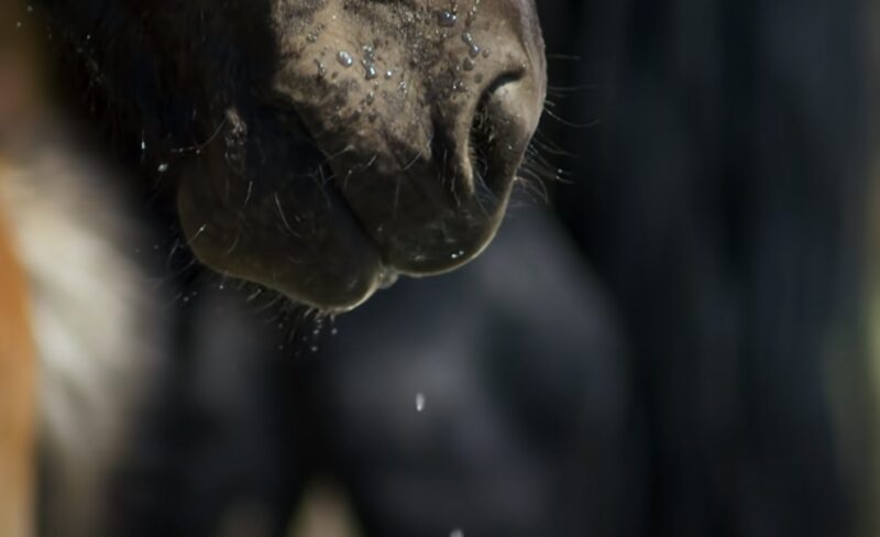 wild horses water needs