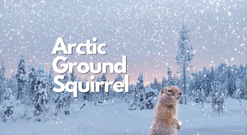 10 Arctic Ground Squirrel Facts, Pictures & Video: The Animal With The Longest Hibernation Of All!