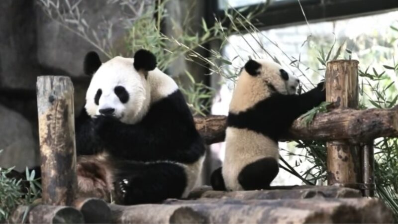 A group of pandas