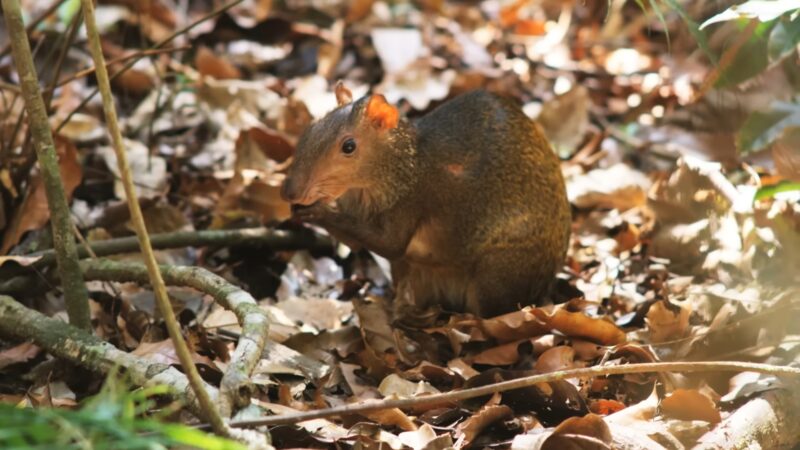 Agouti