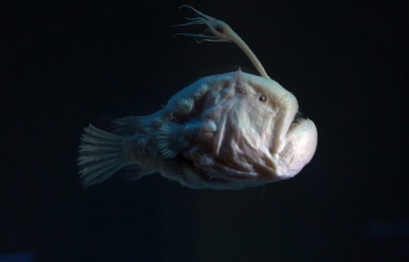 Anglerfish