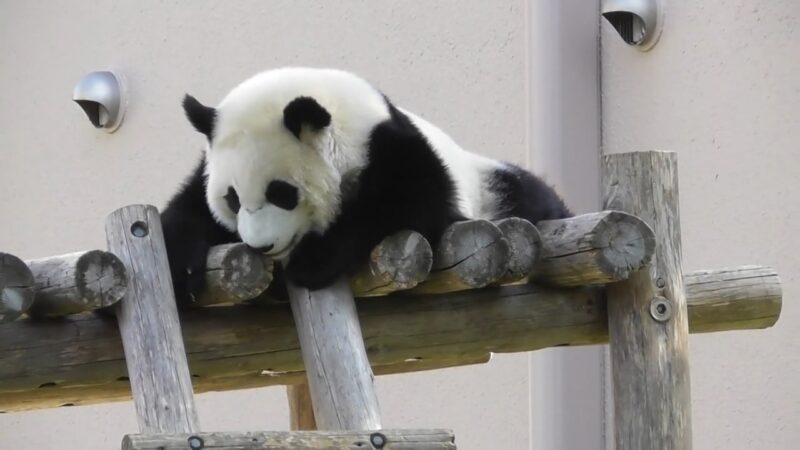 Are Pandas Good Climbers