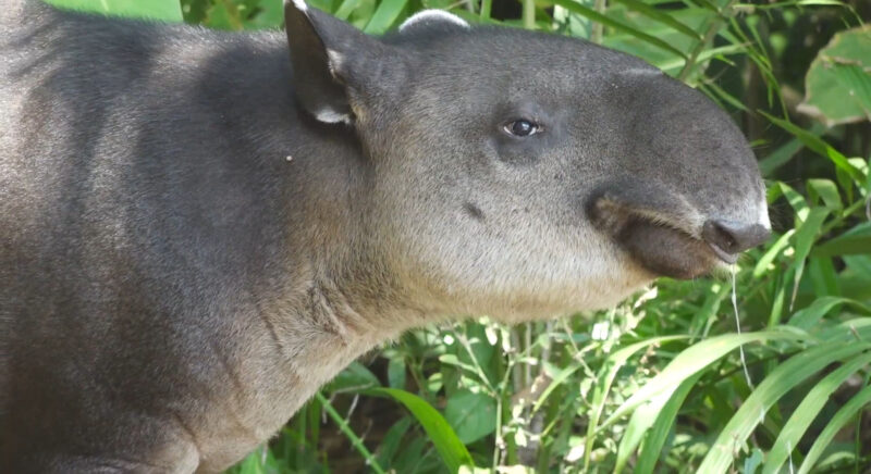 Baird's Tapir