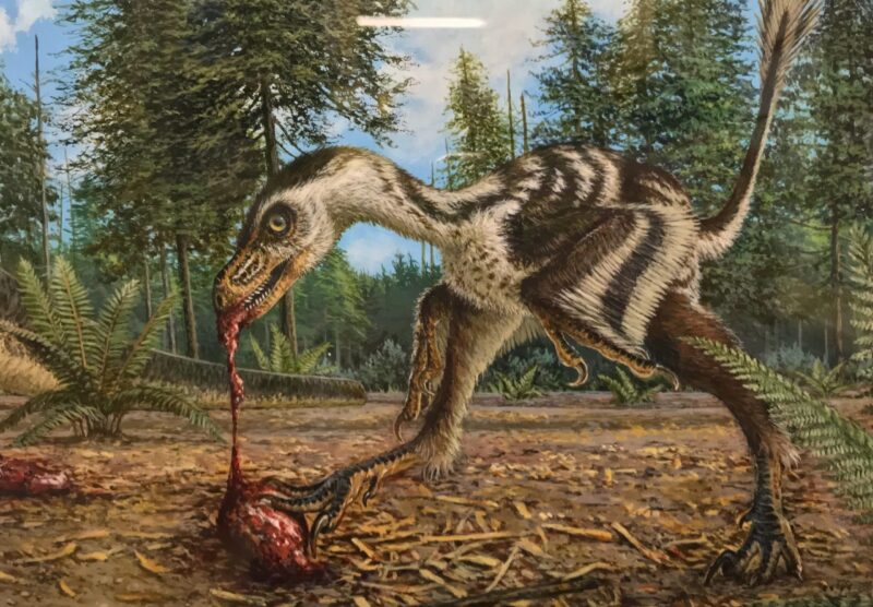 Bambiraptor