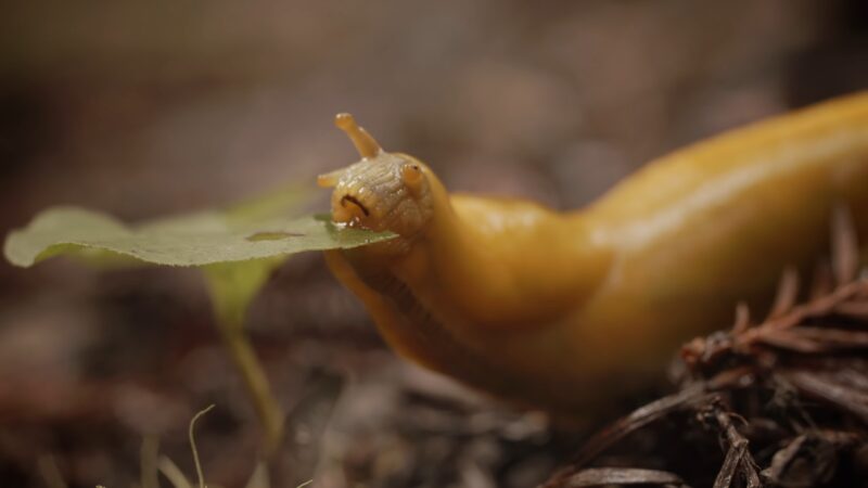 Banana Slug