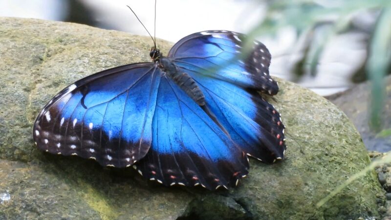 Blue Morpho Butterfly