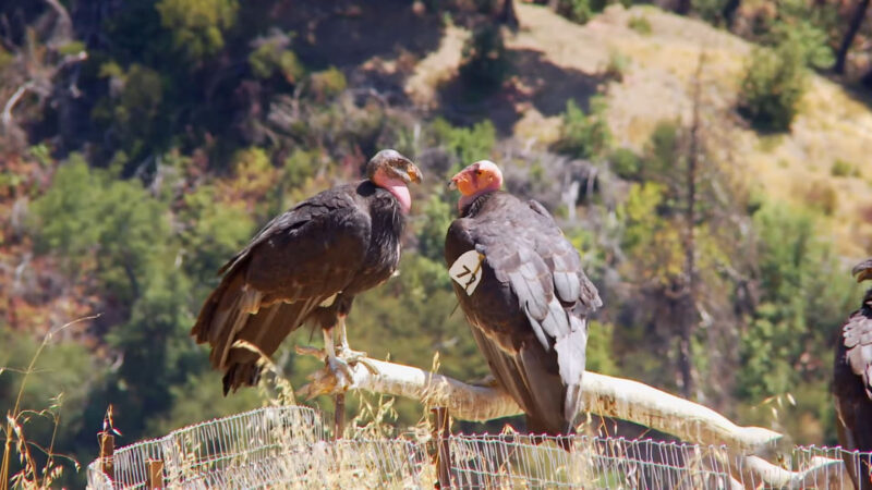 Californian Condor