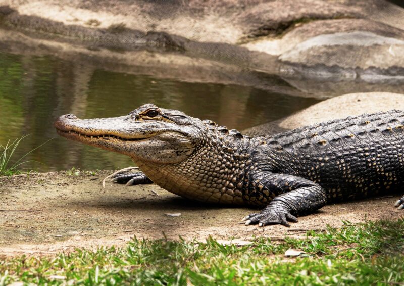 Can Crocodiles Feel Pain