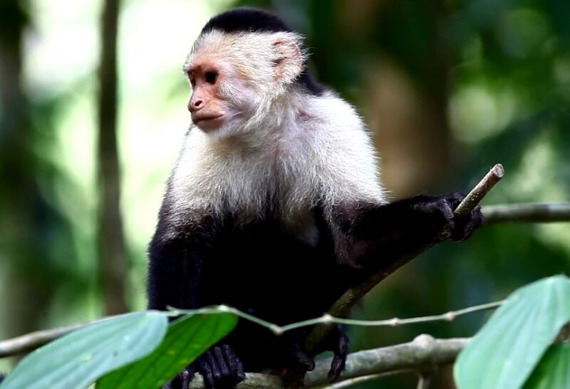 Capuchin Monkeys