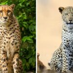 Cheetah VS Leopard