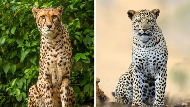 Cheetah VS Leopard