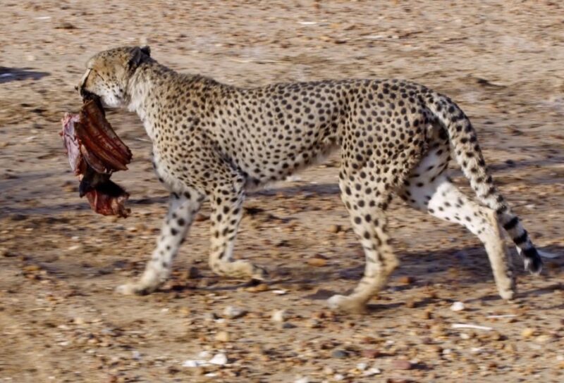 Cheetah and Leopard Dietary Habits