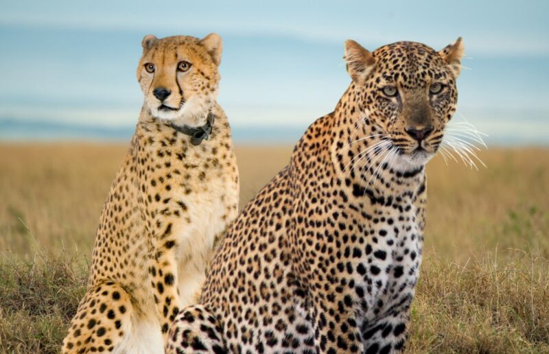 Cheetah vs Leopard Physical Attributes
