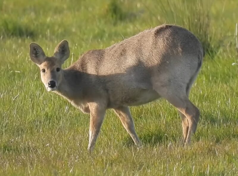 Chinese Water Deer