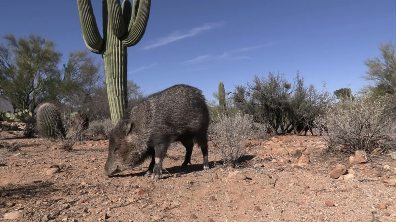 Collared Peccary