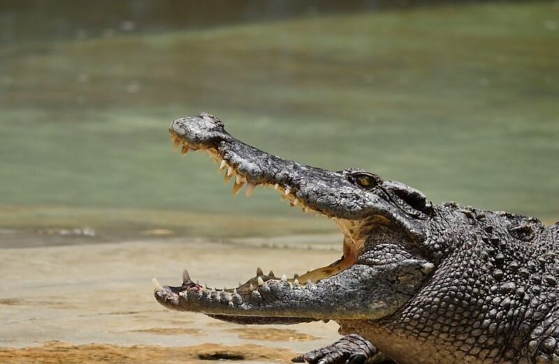Crocodiles Feel Pain science