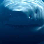 Do Sharks Have Tongues